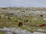 Horses and cattle in the Burren.JPG
